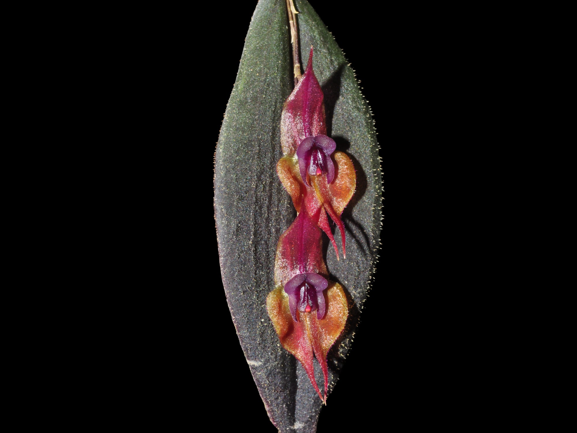 Lepanthes gargoyla — Ecuagenera Orquídeas del Ecuador