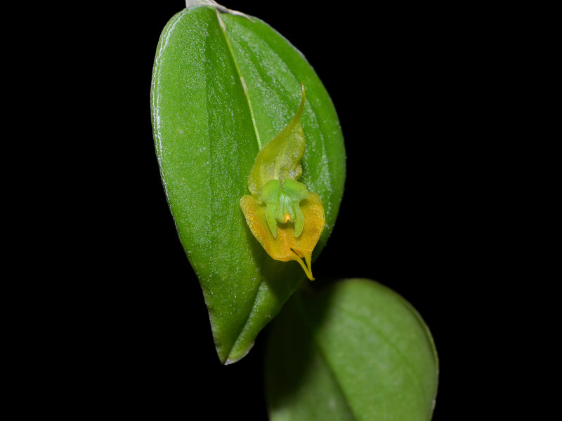 Lepanthes gargoyla f. xanthina