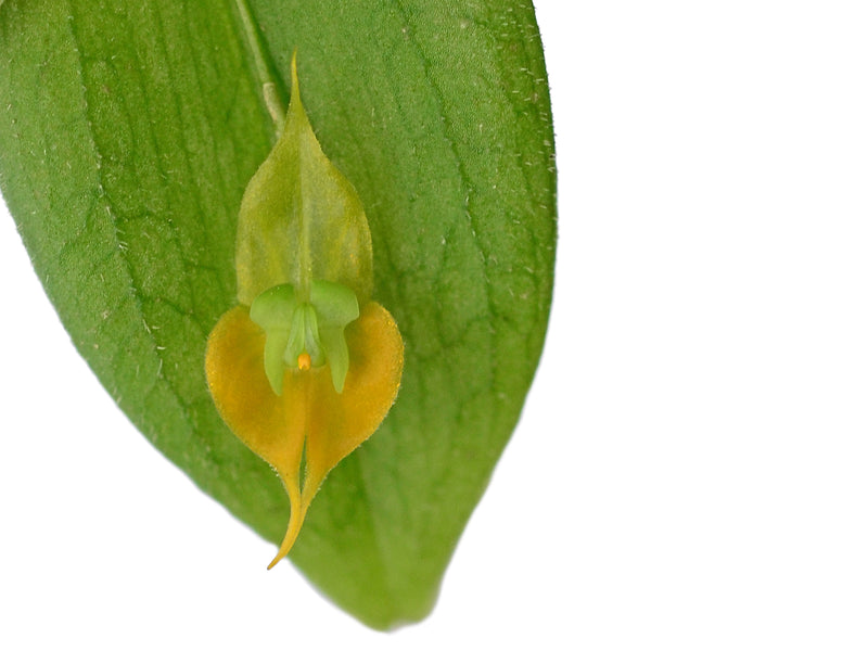 Lepanthes gargoyla f. xanthina