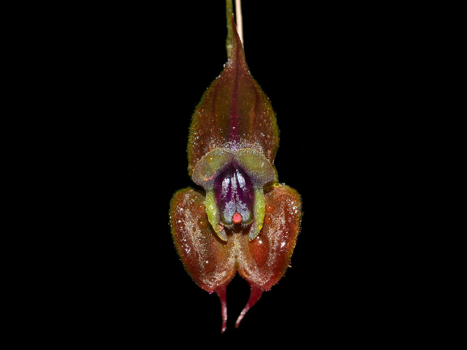 Lepanthes gargoyla