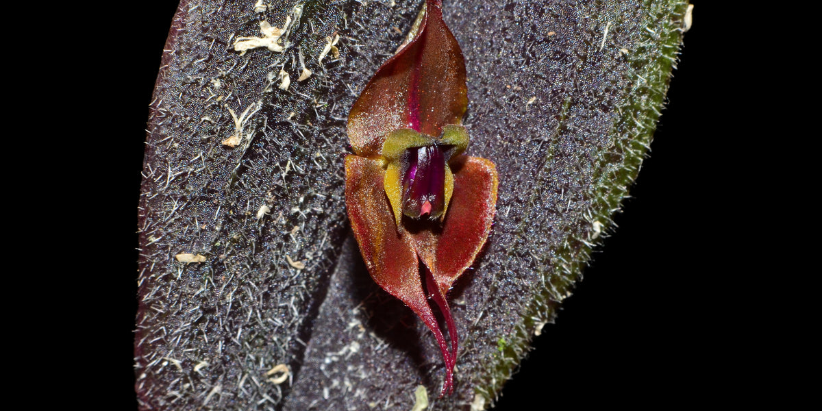 Lepanthes_gargoyla_x_Lepanthes