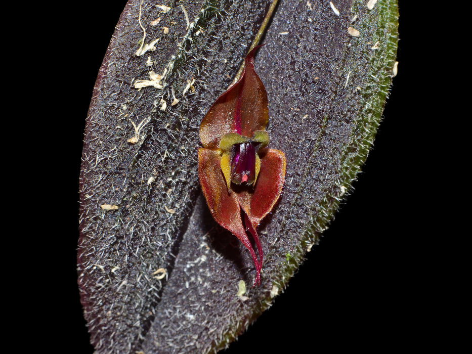 Lepanthes gargoyla x Lepanthes horrida