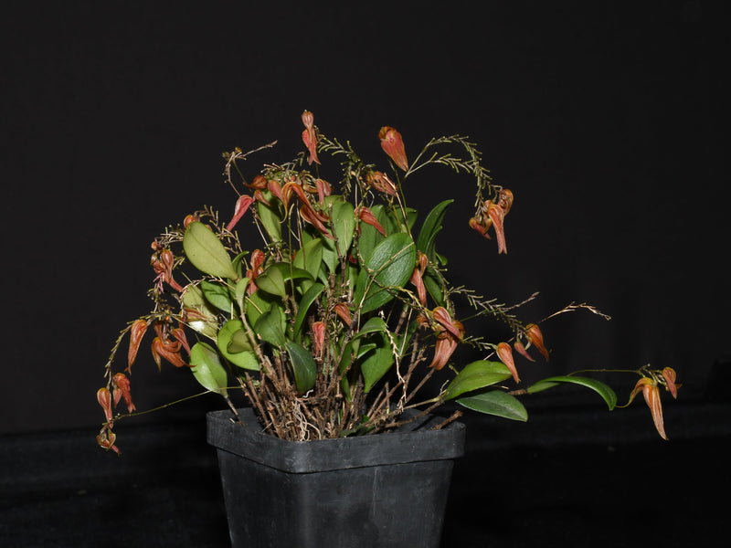 Lepanthes genetoapophantica