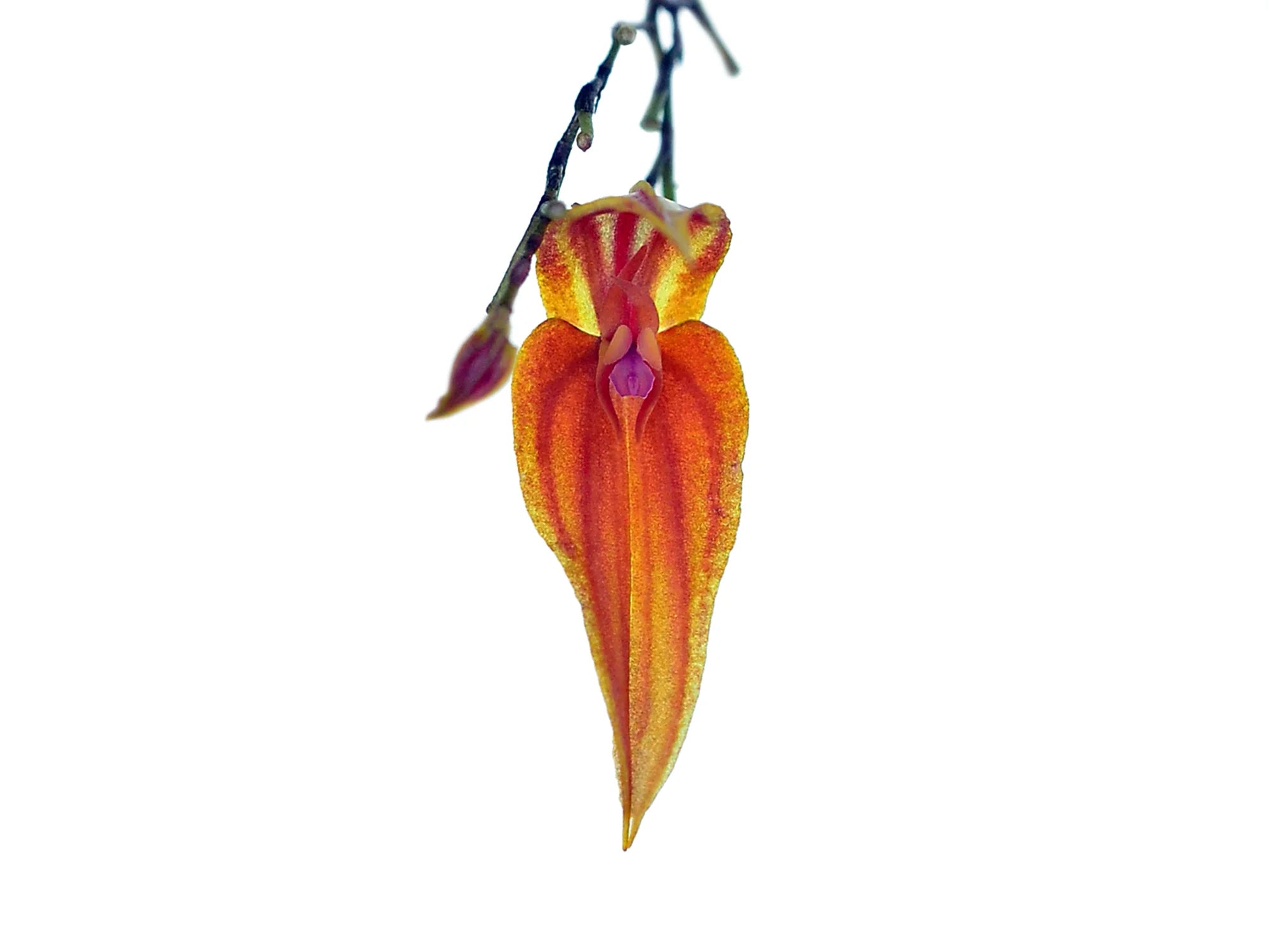Lepanthes genetoapophantica