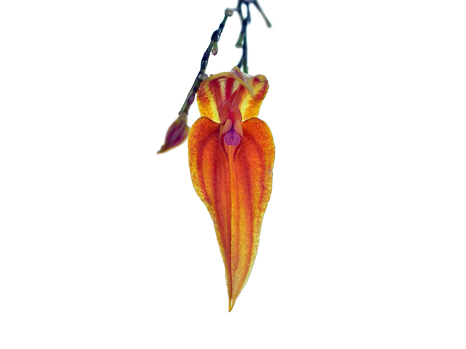 Lepanthes genetoapophantica