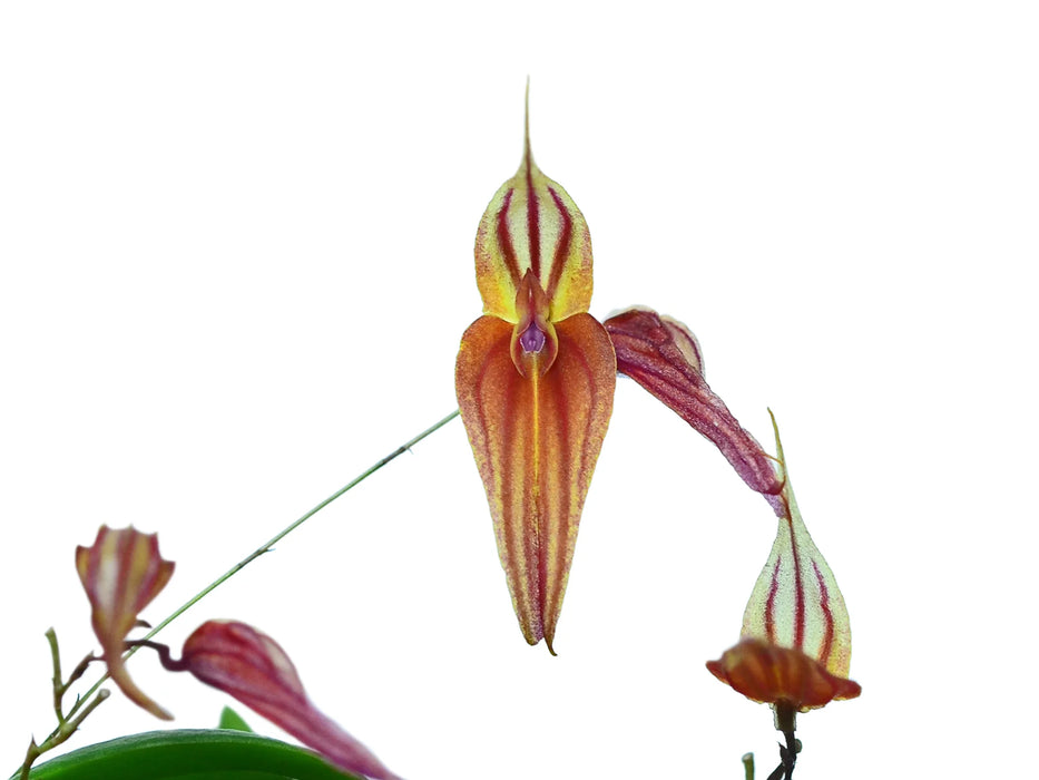 Lepanthes genetoapophantica