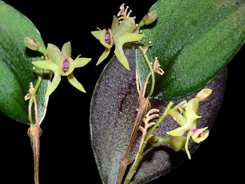 Lepanthes georgii