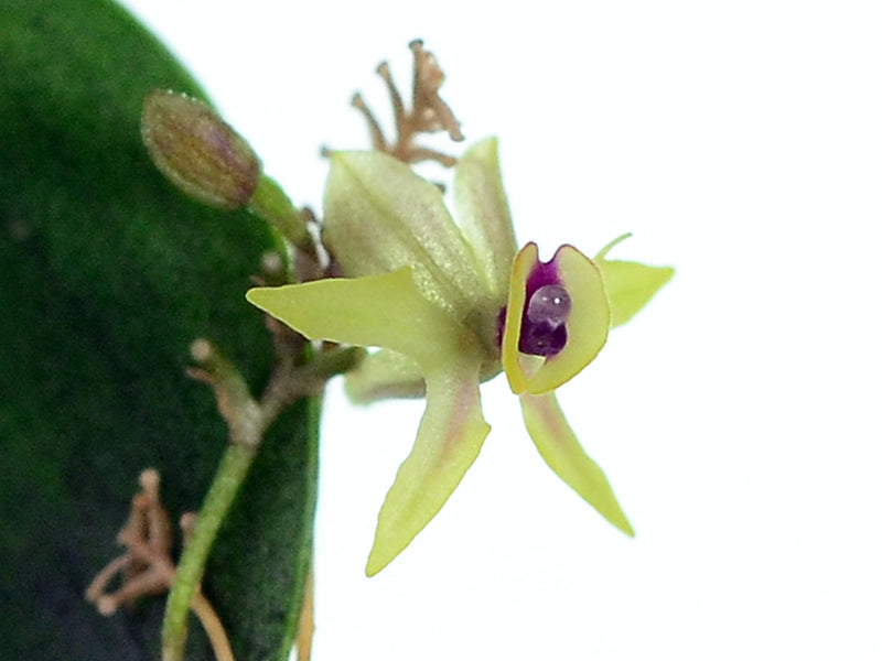 Lepanthes georgii
