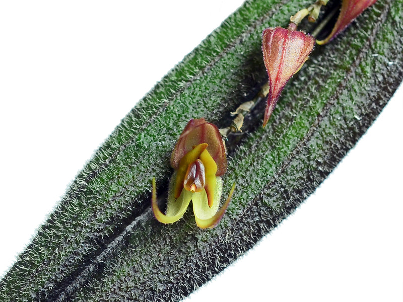 Lepanthes glabella