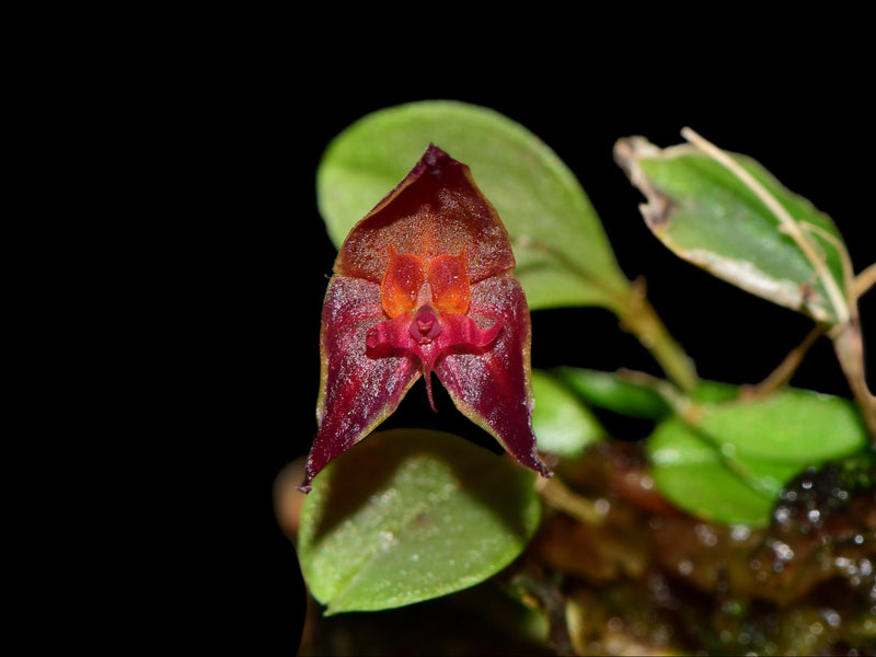 Lepanthes golondrina