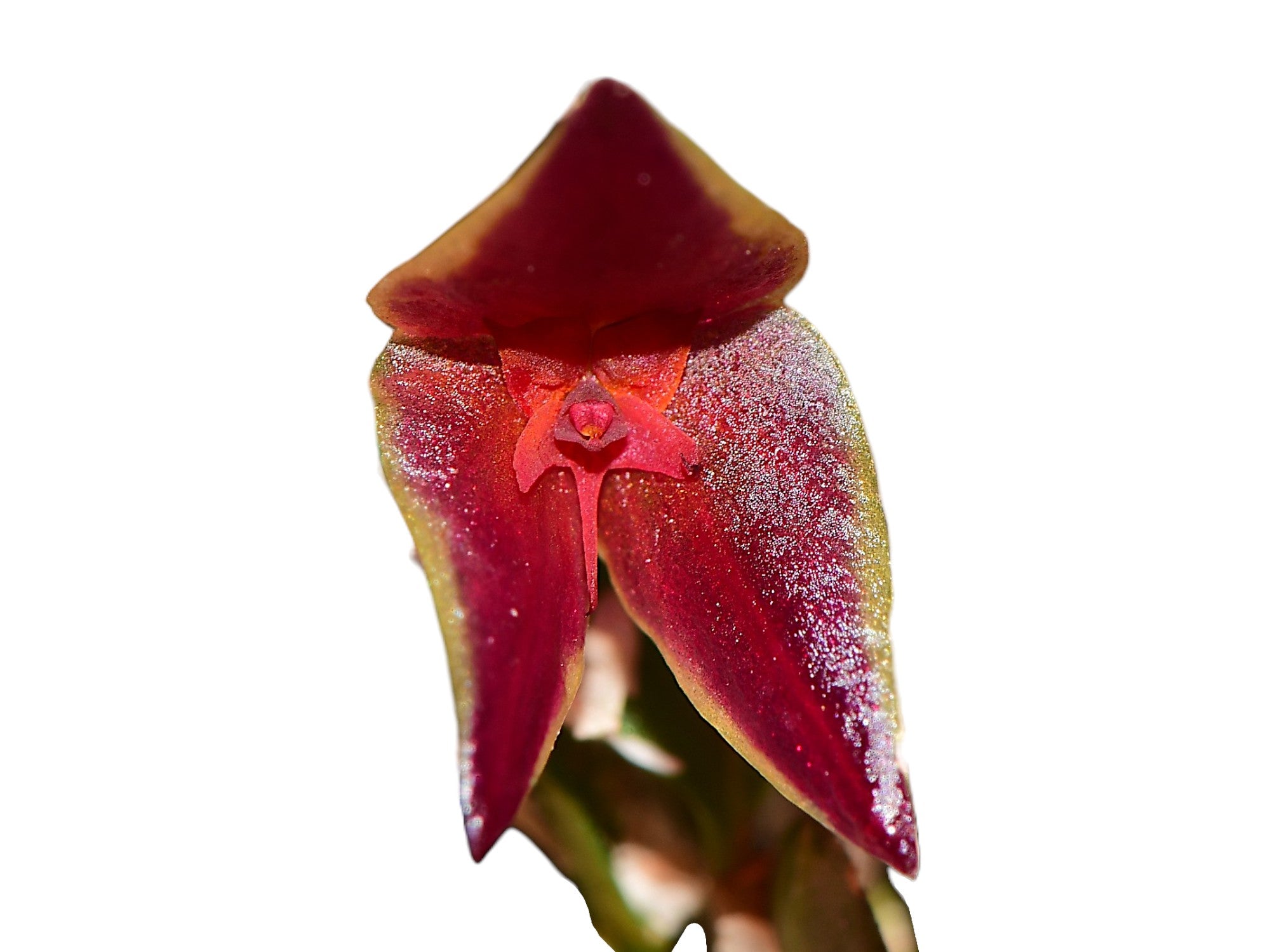 Lepanthes golondrina