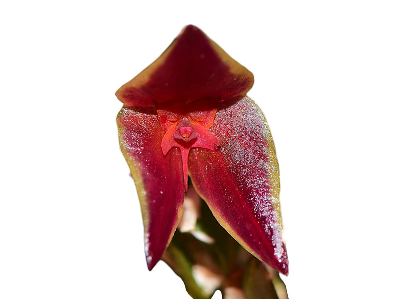 Lepanthes golondrina