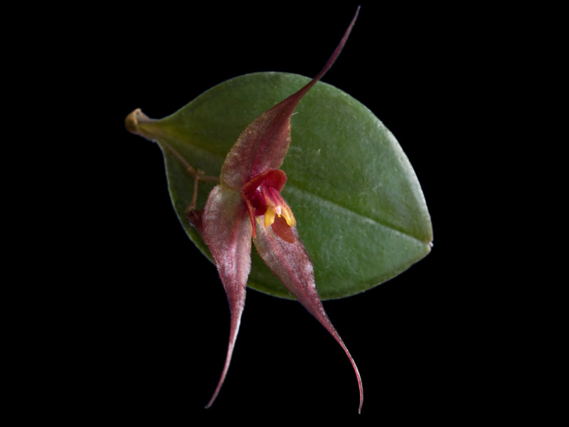 Lepanthes grandiflora