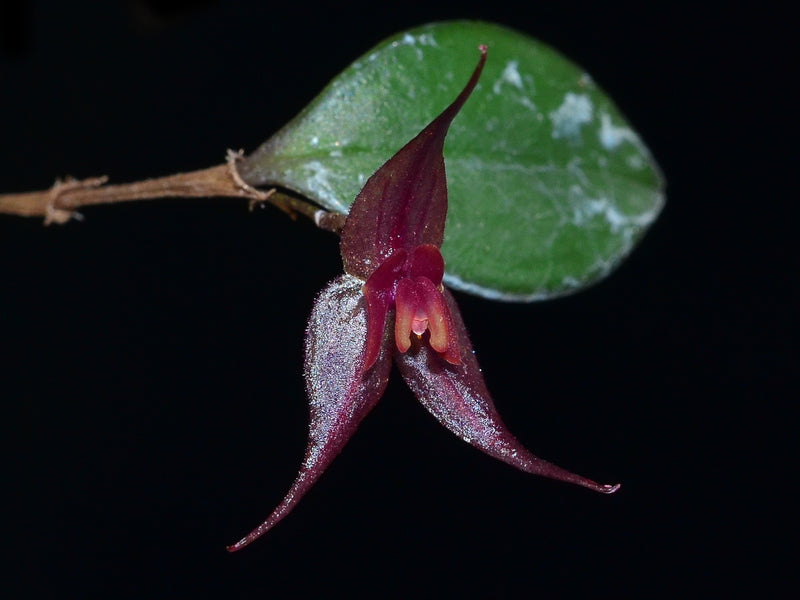 Lepanthes grandiflora
