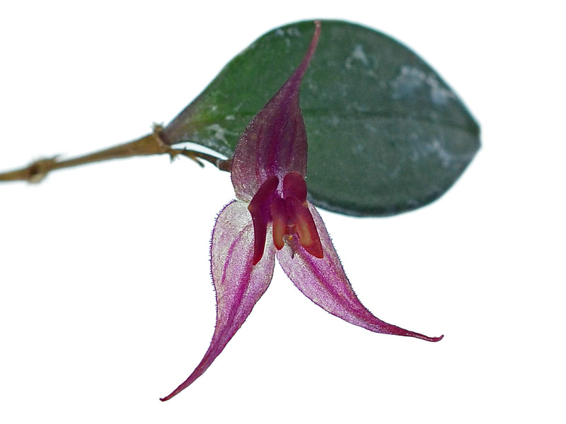 Lepanthes grandiflora