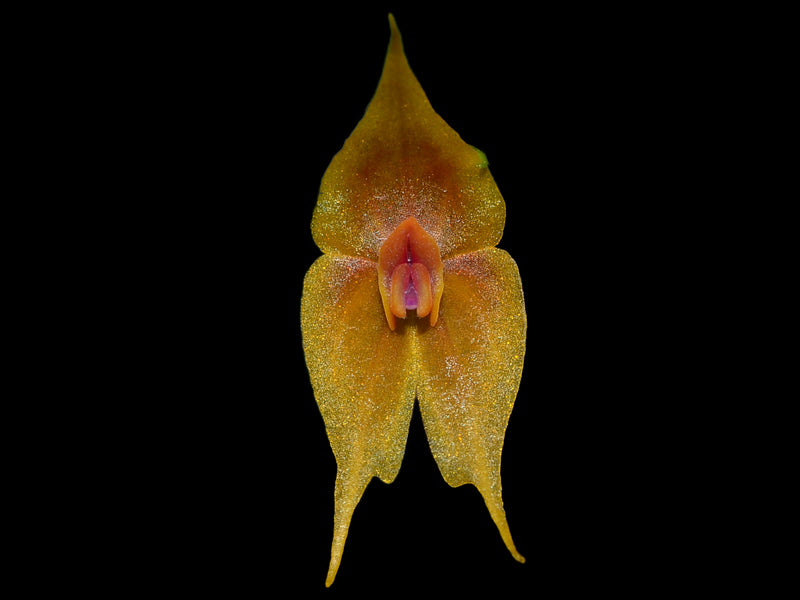Lepanthes guatemalensis