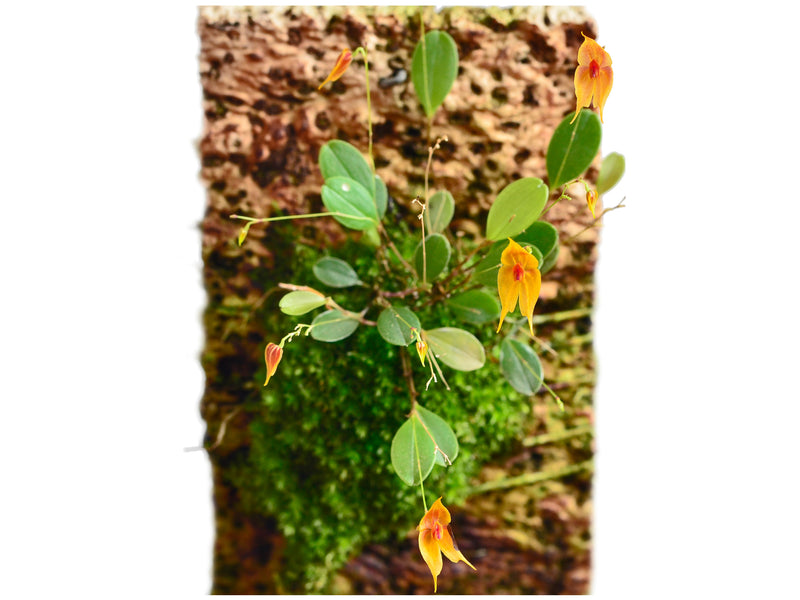 Lepanthes guatemalensis