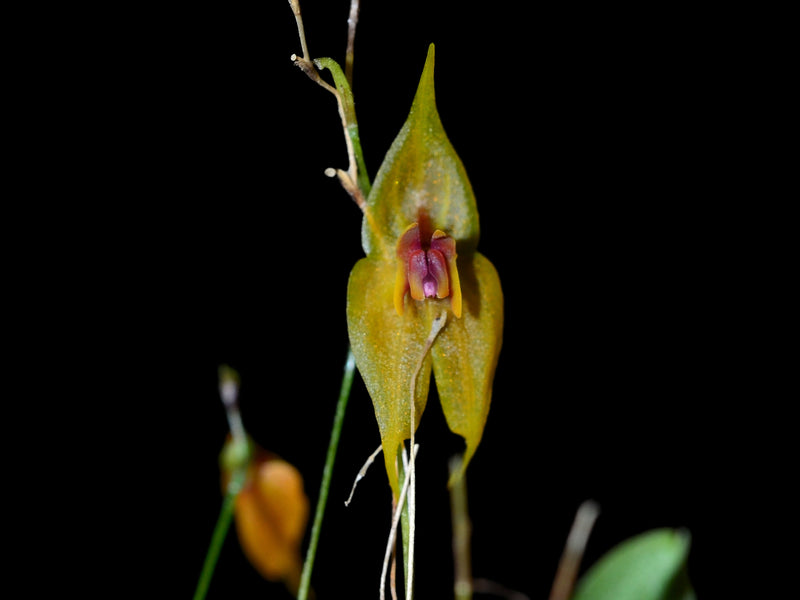 Lepanthes guatemalensis
