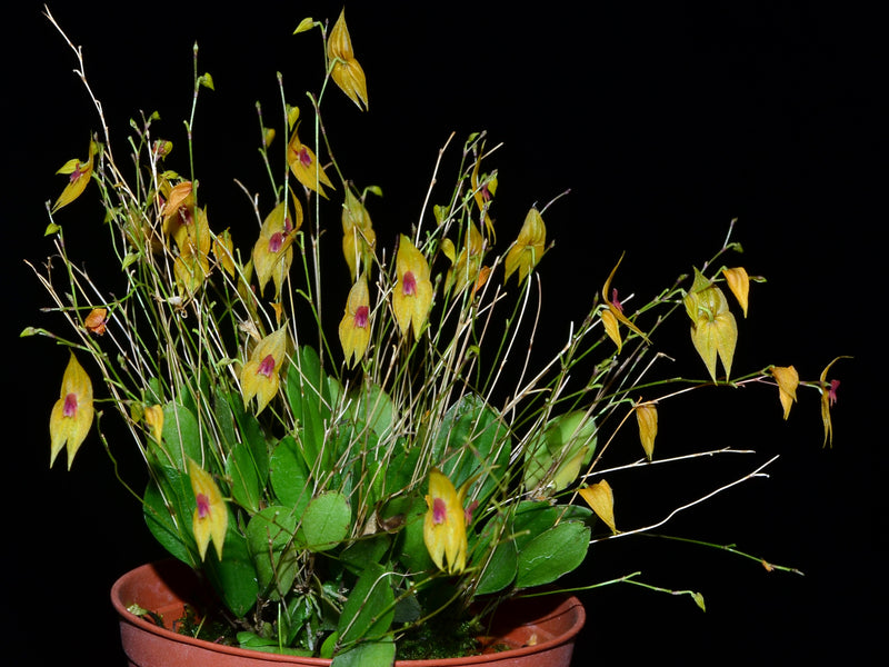 Lepanthes guatemalensis