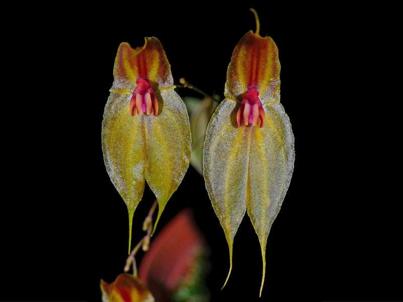 Lepanthes helgae