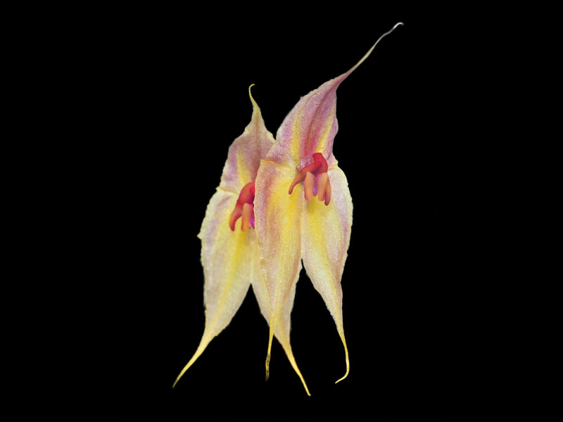 Lepanthes helgae