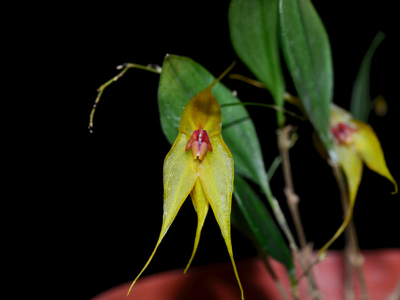 Lepanthes helgae
