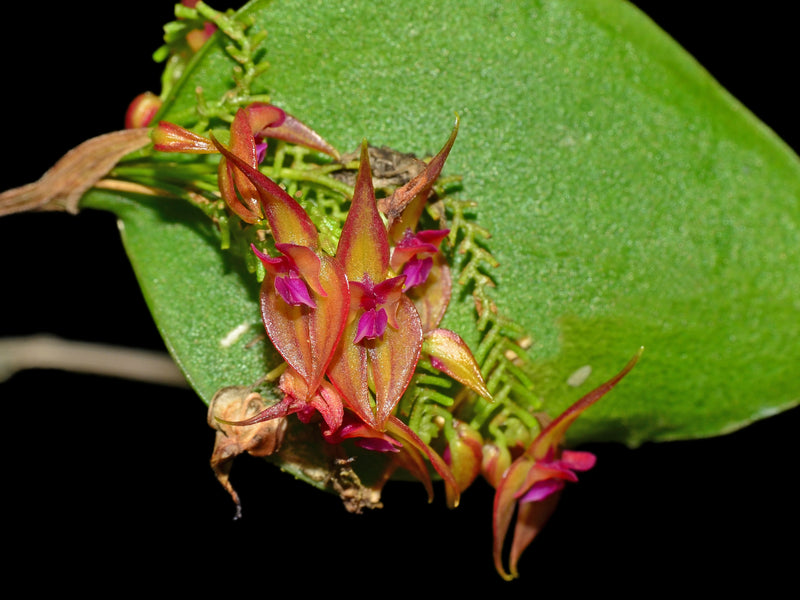 Lepanthes helicocephala