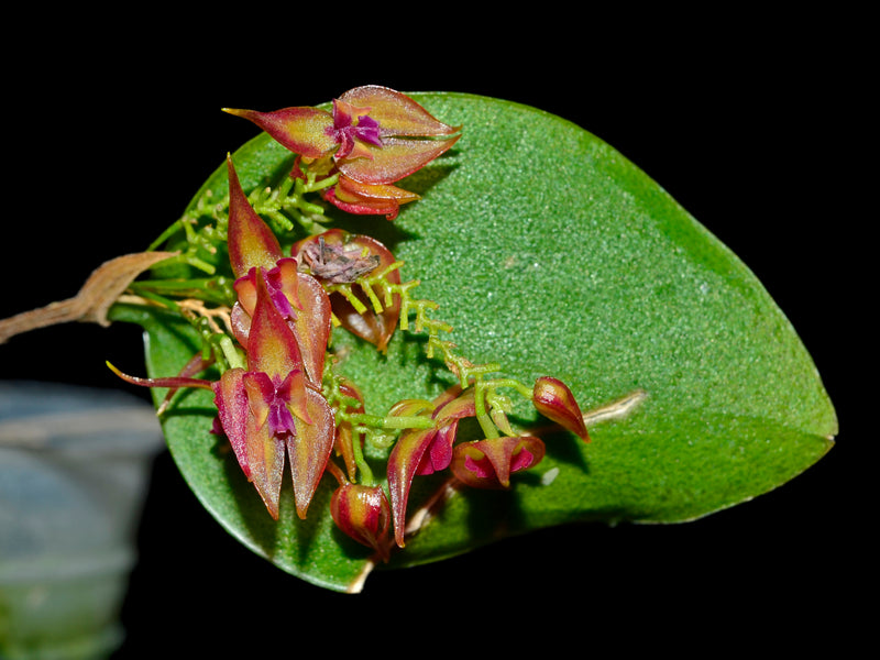 Lepanthes helicocephala