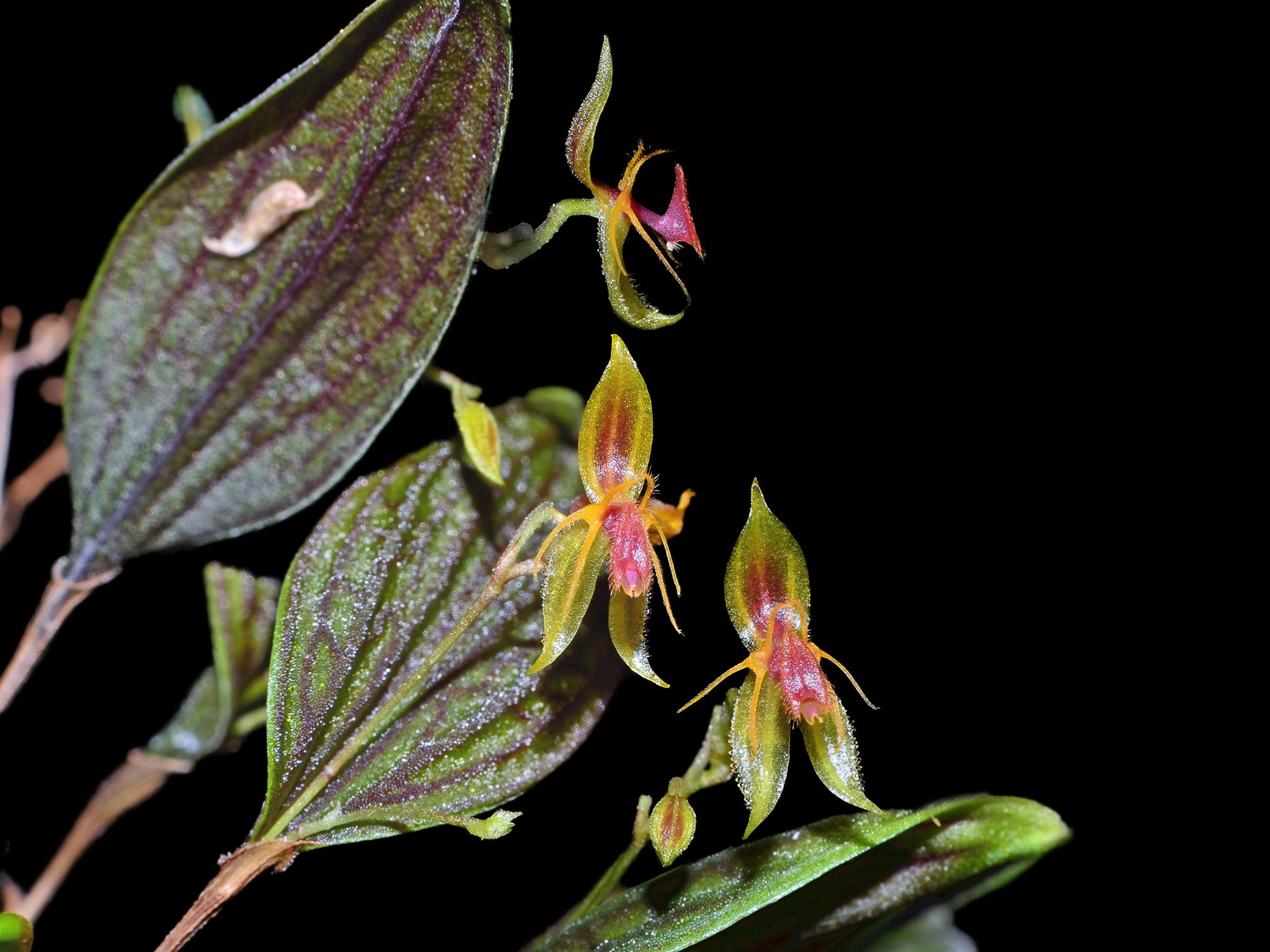 Lepanthes hexapus — Ecuagenera Orquídeas del Ecuador