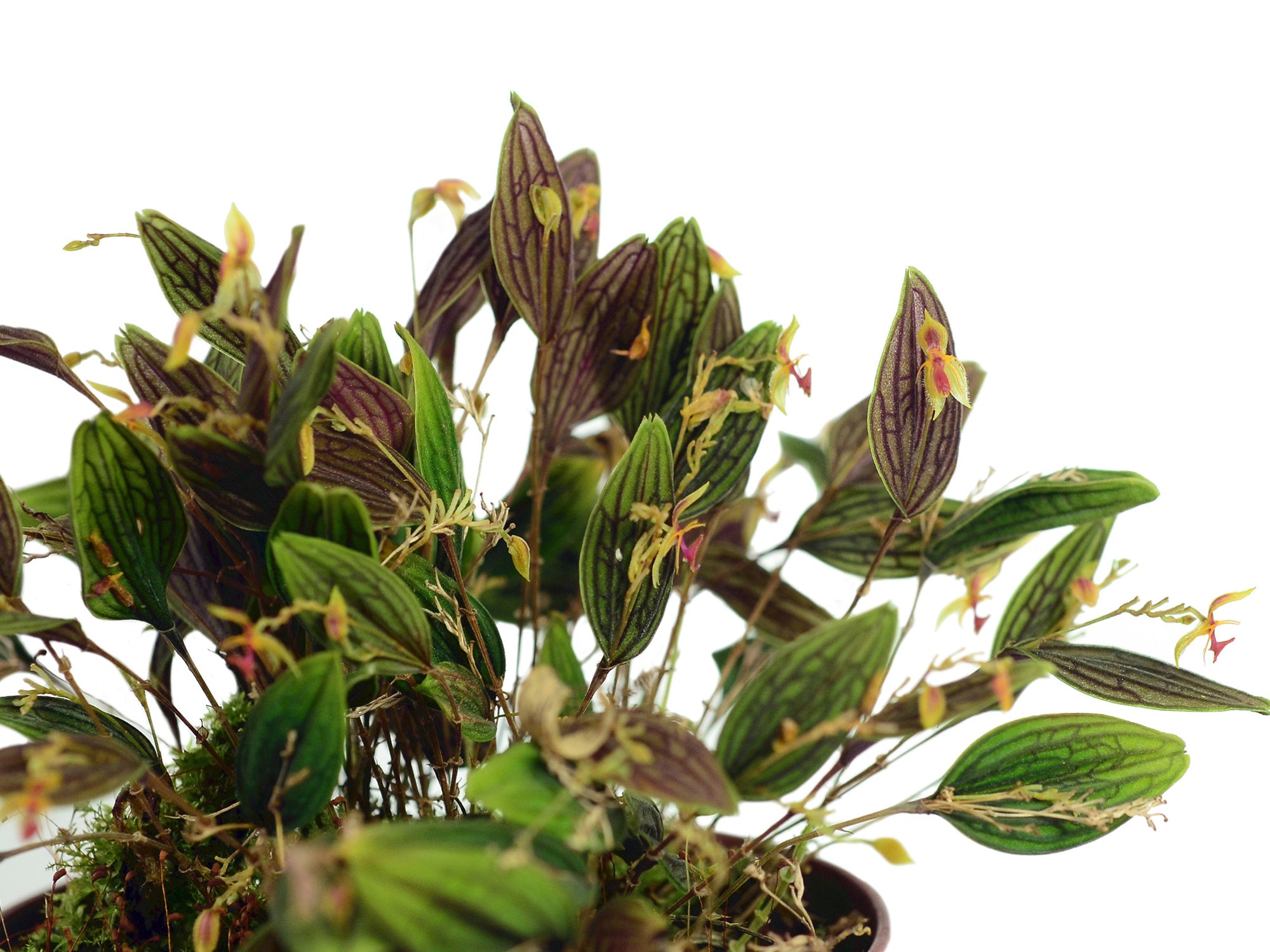 Lepanthes hexapus