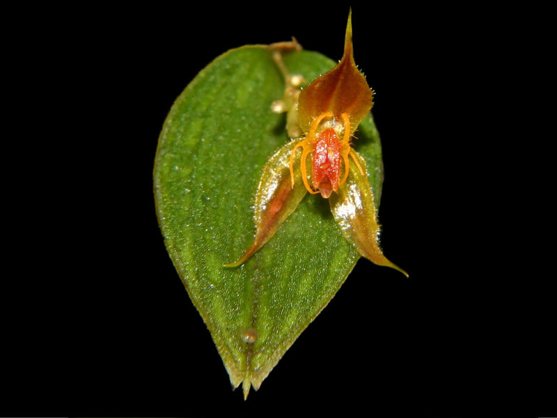 Lepanthes hexapus