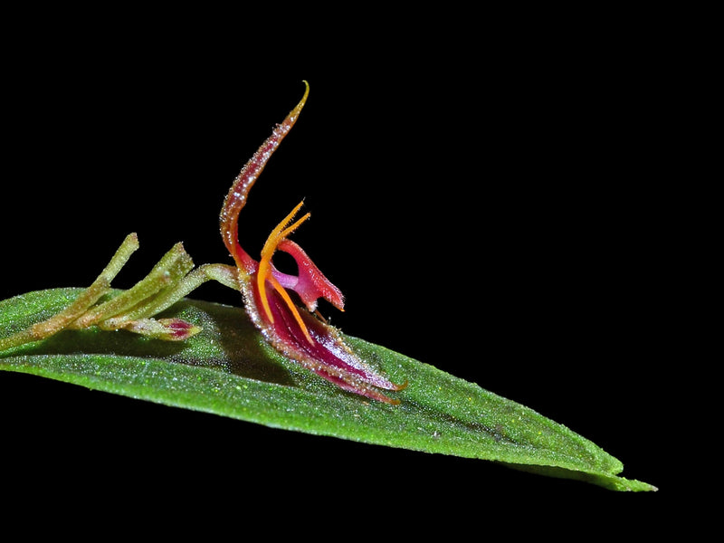 Lepanthes hexapus