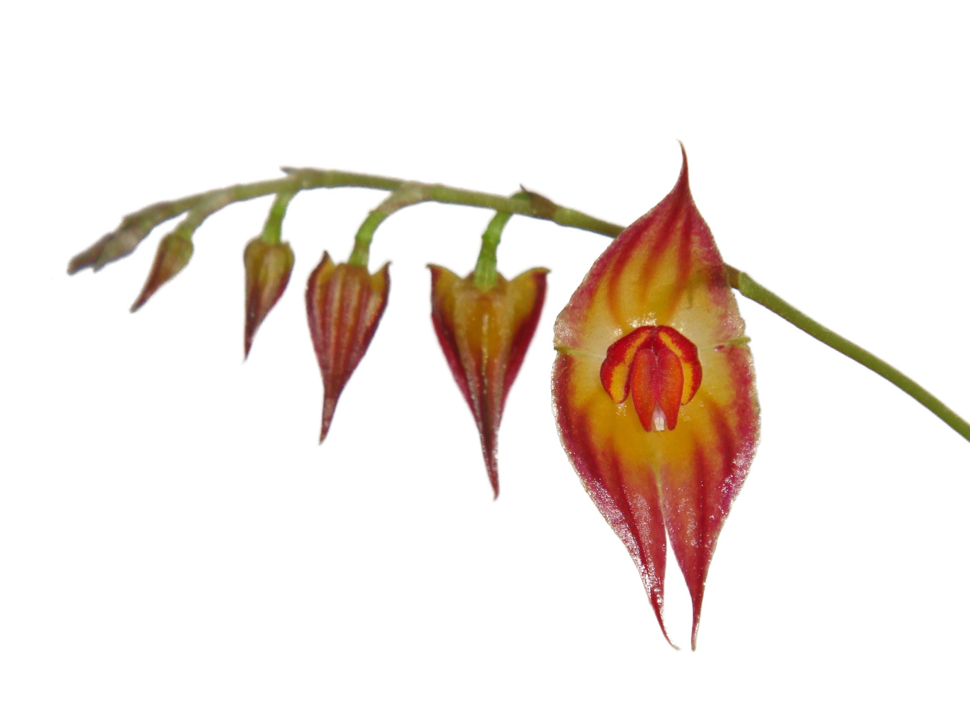 Lepanthes hirtzii
