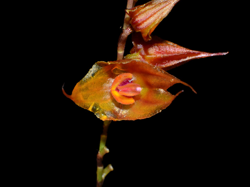 Lepanthes hirtzii