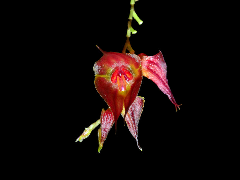 Lepanthes hirtzii