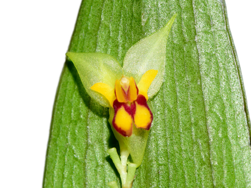 Lepanthes hugomedinae