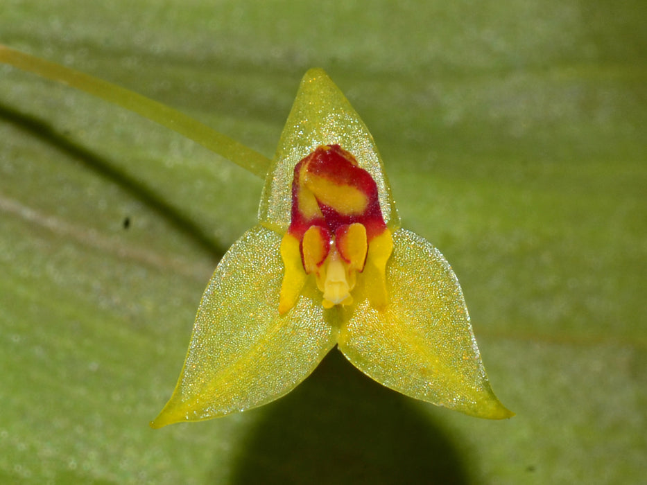 Lepanthes hugomedinae