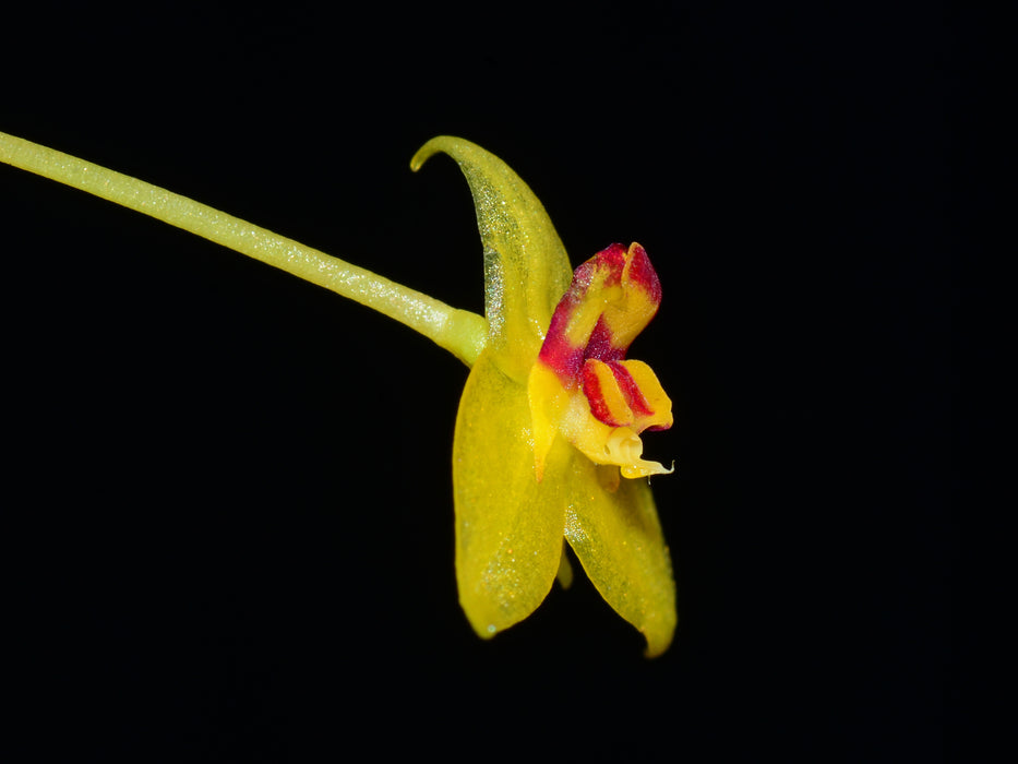 Lepanthes hugomedinae