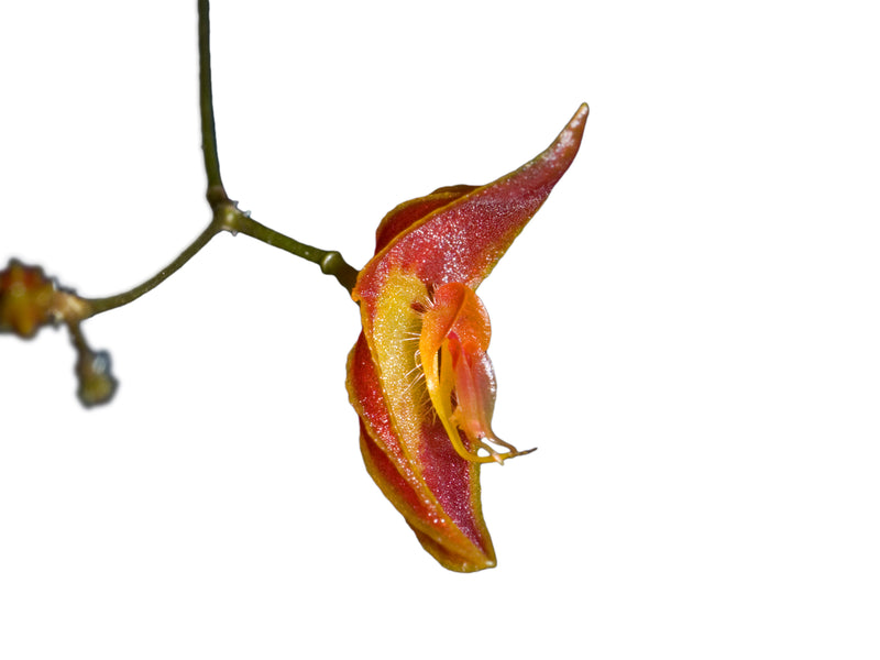 Lepanthes ictalurus