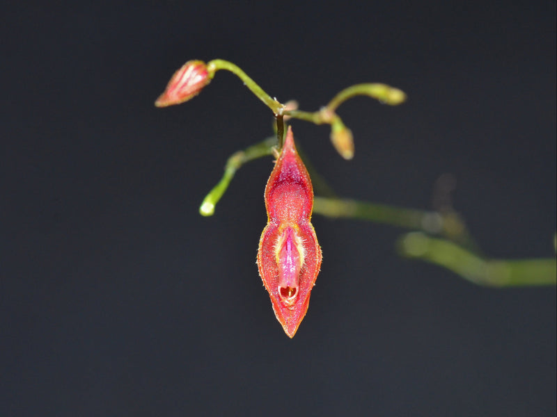 Lepanthes ictalurus