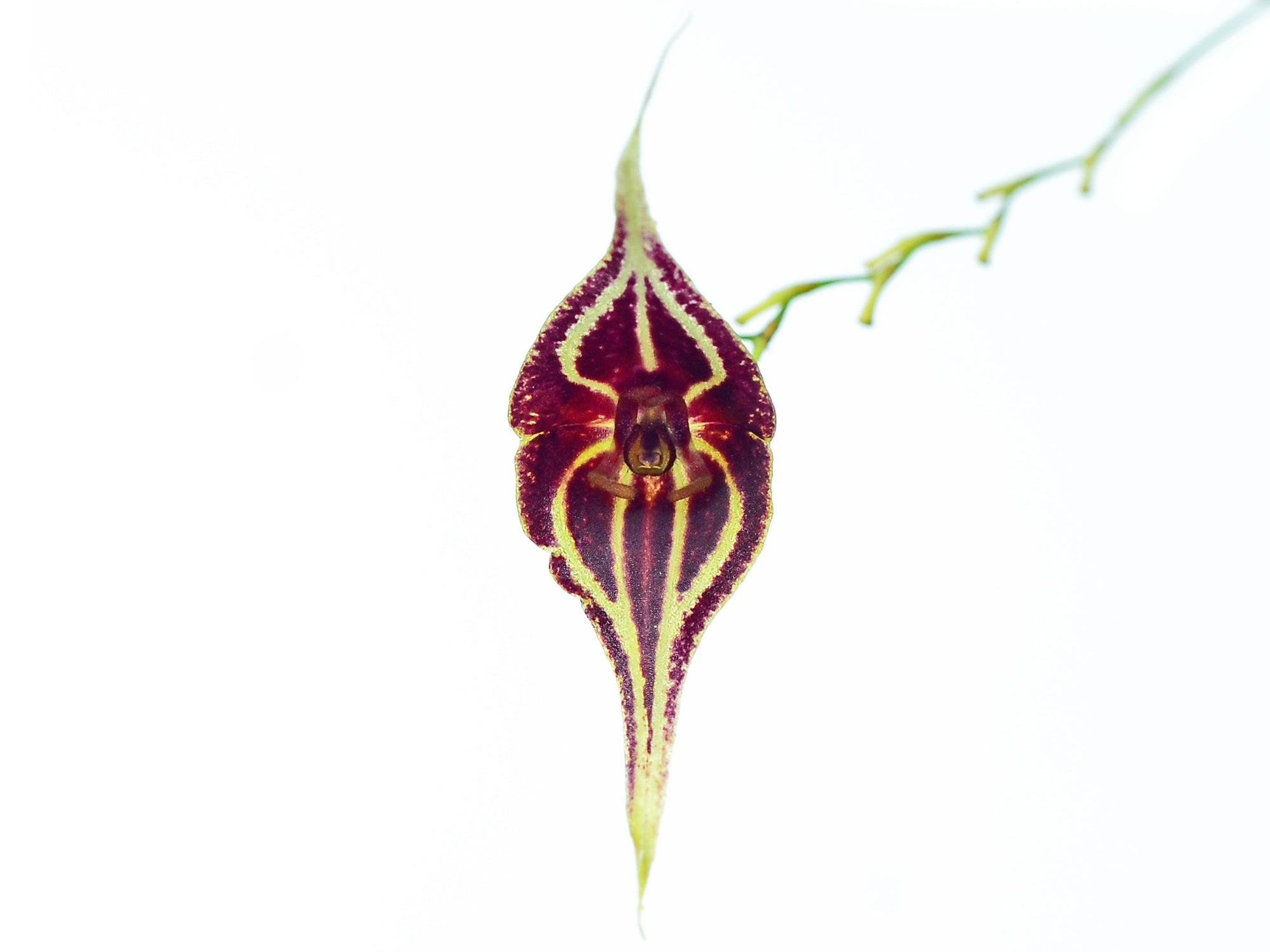 Lepanthes inca