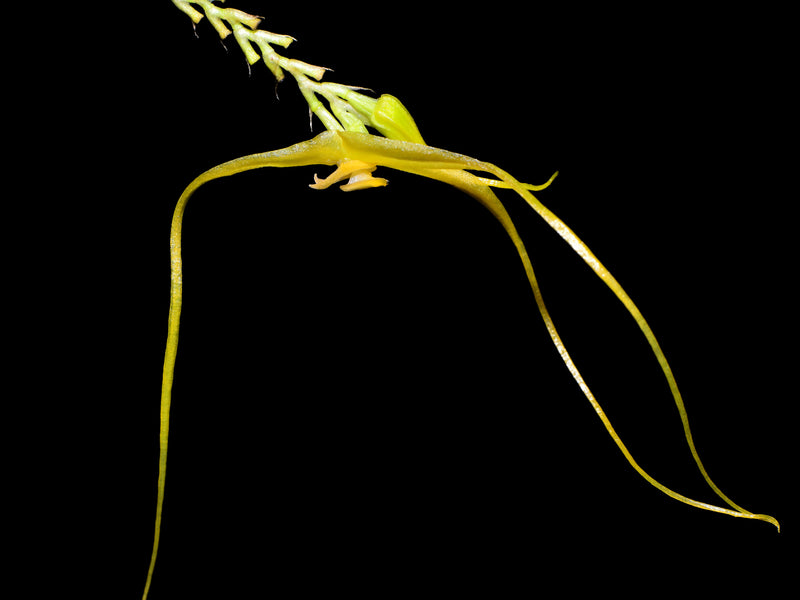 Lepanthes ingridiana