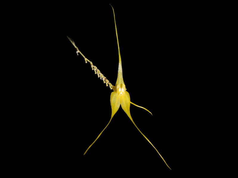 Lepanthes ingridiana