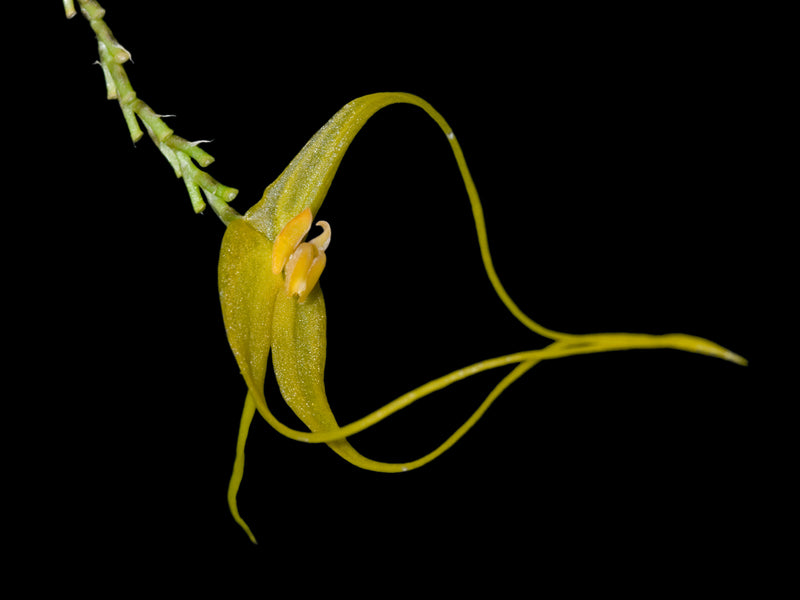 Lepanthes ingridiana