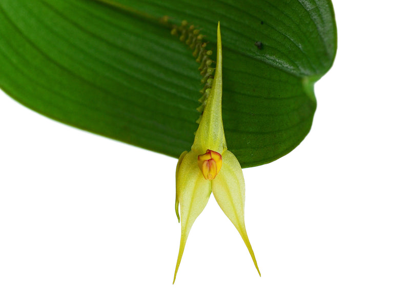 Lepanthes ingridiana x Lepanthes elata