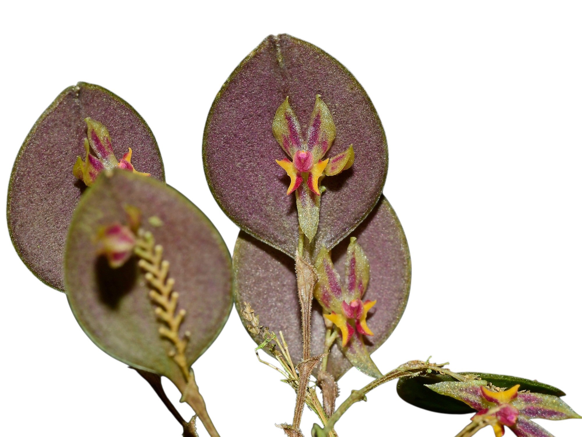 Lepanthes iris
