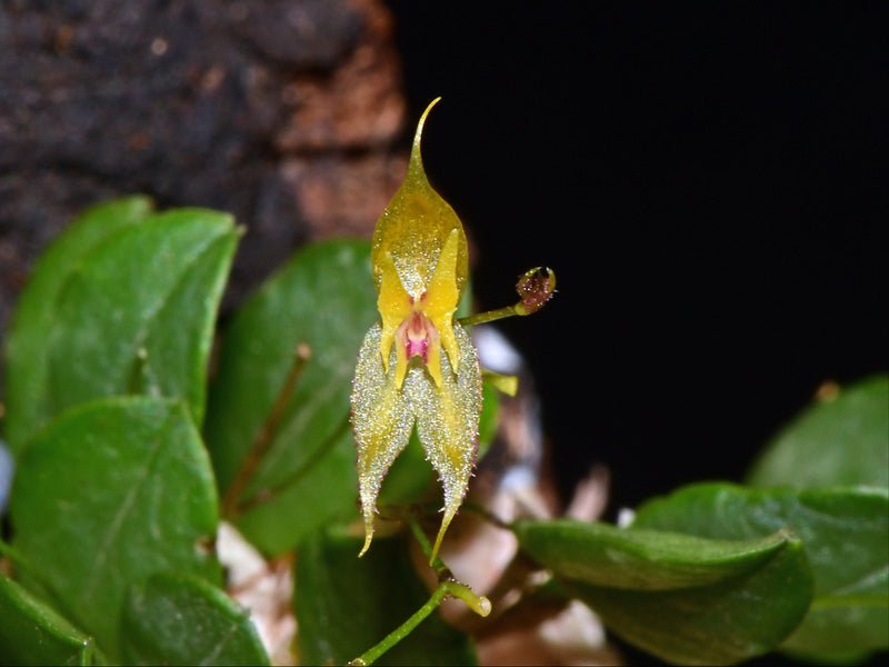 Lepanthes jimburae