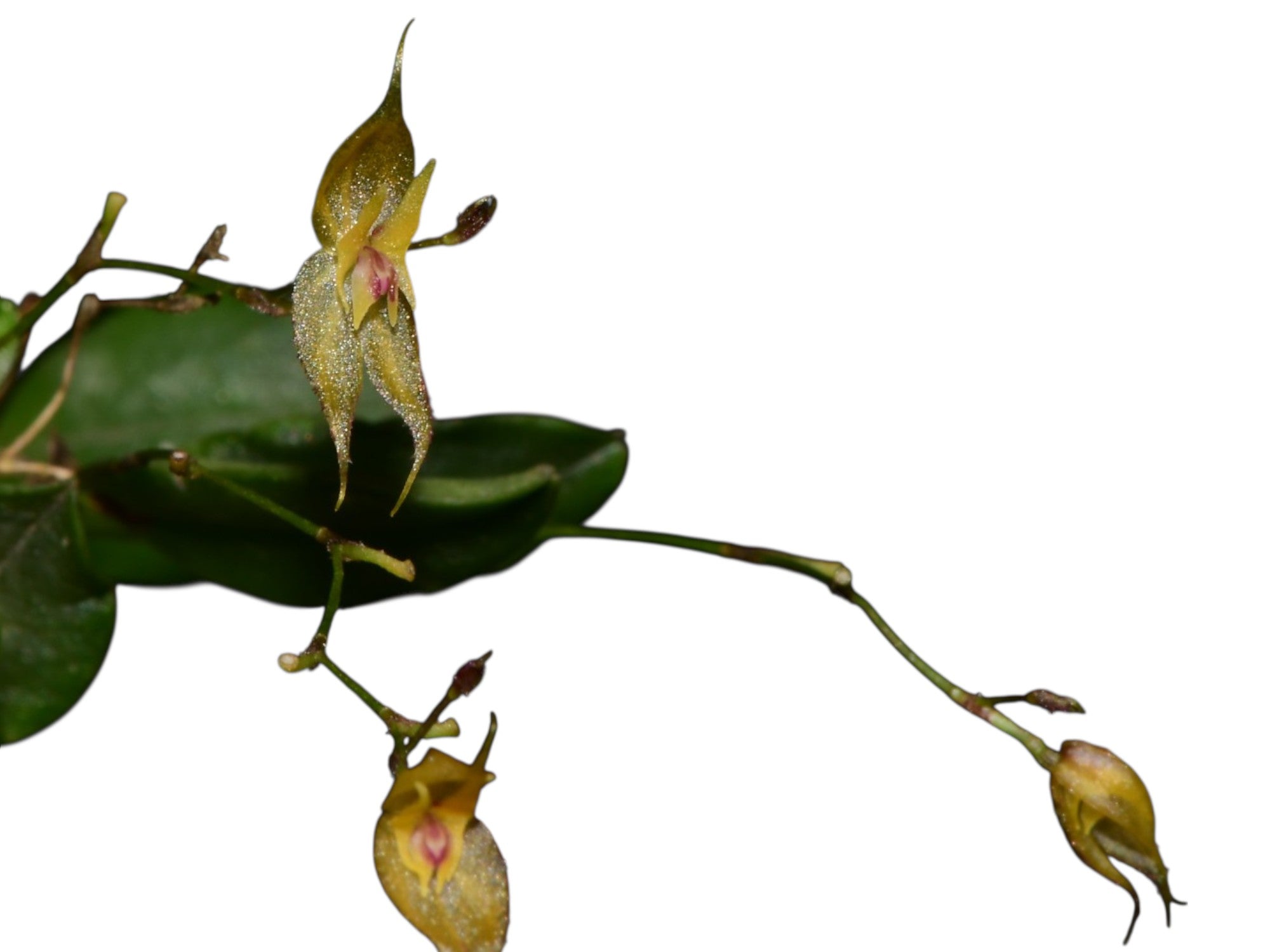 Lepanthes jimburae – Miniature Species Orchid from Ecuador