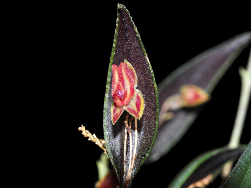 Lepanthes jubata