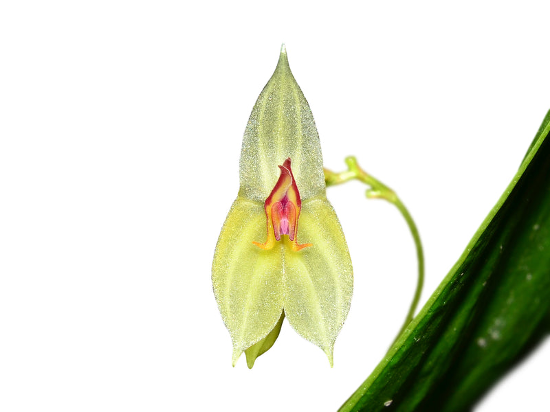 Lepanthes ligiae